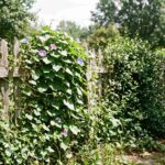 Fence Climbing Plants