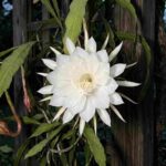 Flower that blooms at night
