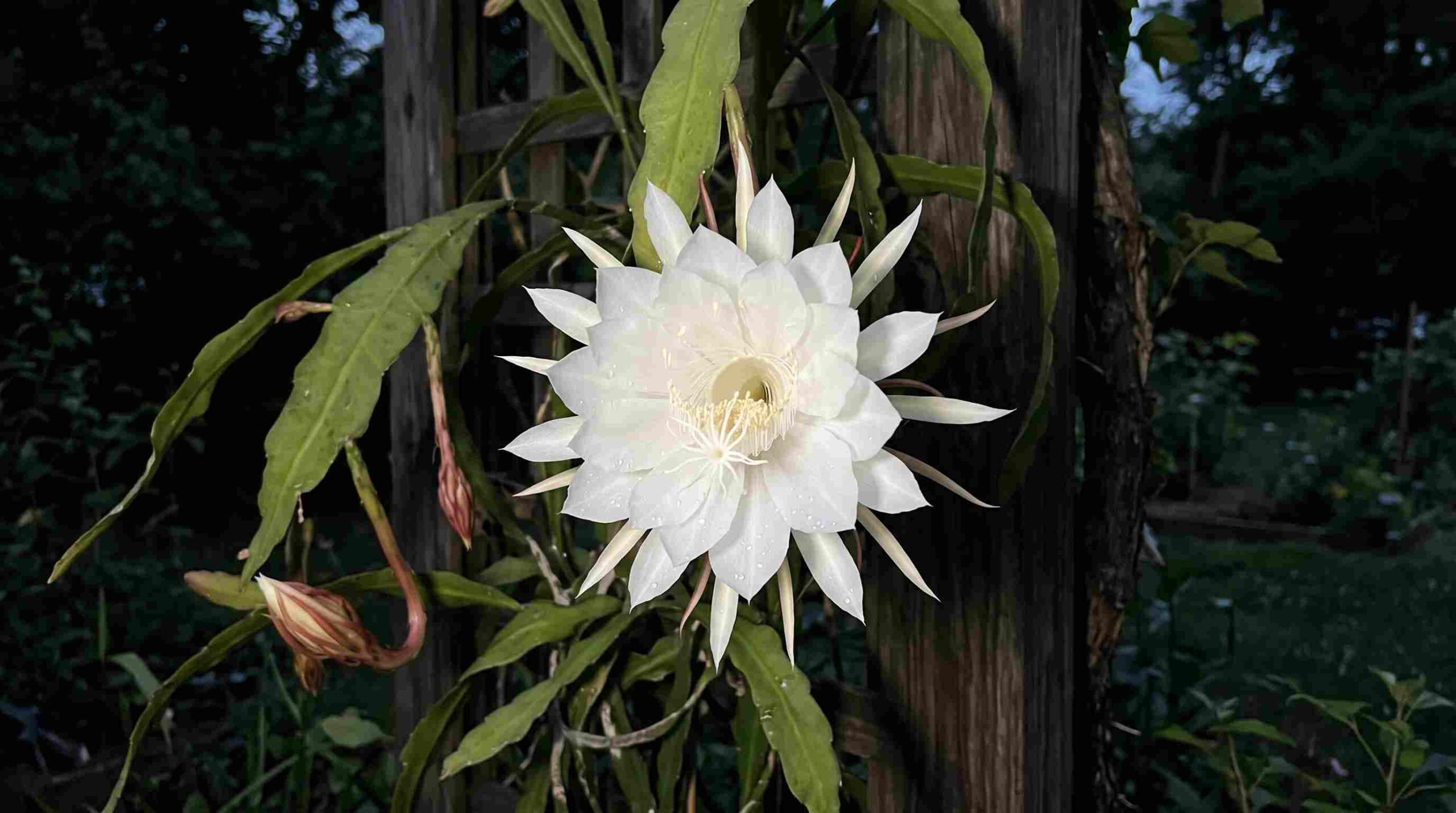 You are currently viewing Flower that blooms at night