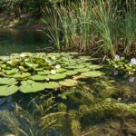 Plants that grow in water