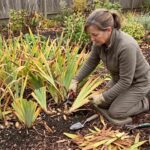 When to cut iris leaves back