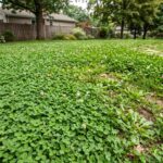 Clover Lawns